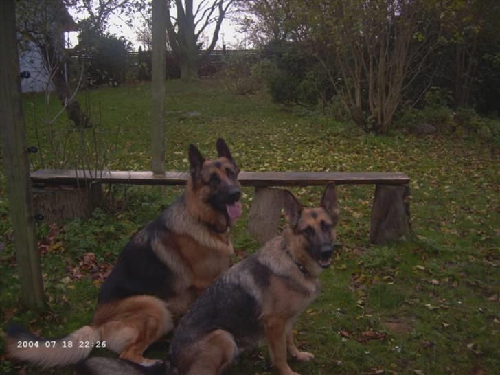 Schæferhund Janki Zarko R.I.P - det er bella ved siden af billede 8