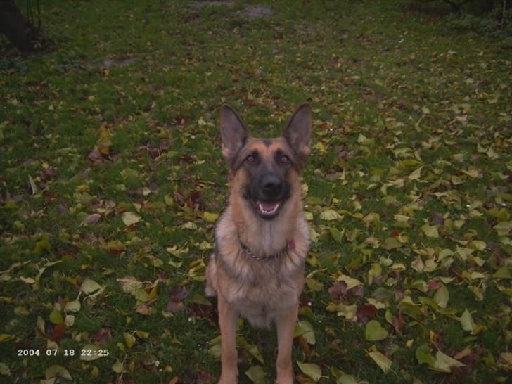 Schæferhund Janki Zarko R.I.P - her er bella alene billede 9