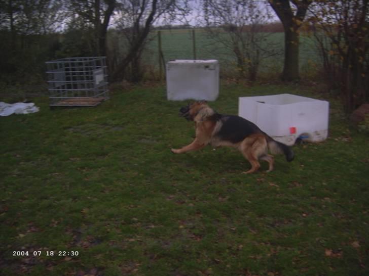 Schæferhund Janki Zarko R.I.P billede 10