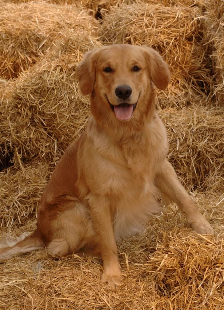 Golden retriever Rocky  - Store hundedag i Hørsholm billede 8