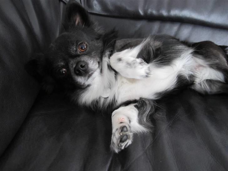 Chihuahua Felix - Felix dit fjollehovede! 2010! billede 10