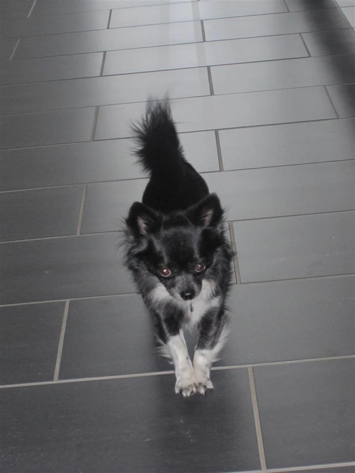 Chihuahua Felix - UHHHAAAA Strækker sig :) billede 11