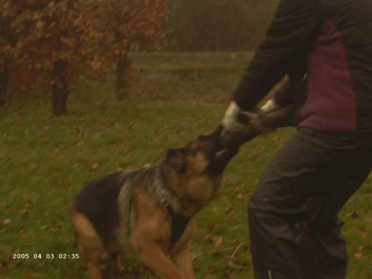 Schæferhund Janki Zarko R.I.P billede 12