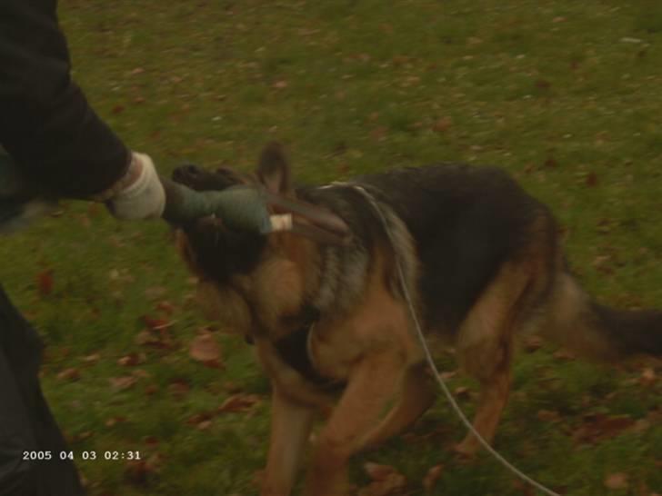 Schæferhund Janki Zarko R.I.P billede 13