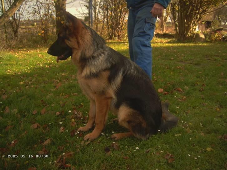 Schæferhund Janki Zarko R.I.P - Zarko 6 måneder billede 14