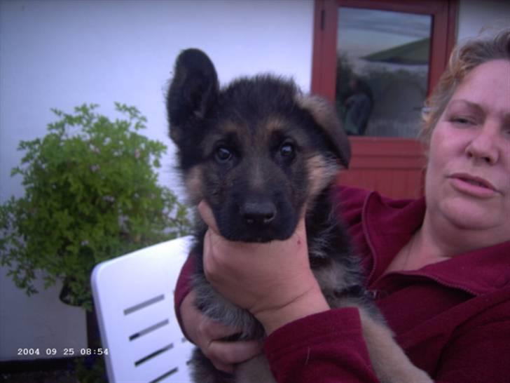 Schæferhund Janki Zarko R.I.P - Zarko da vi hentede ham billede 15