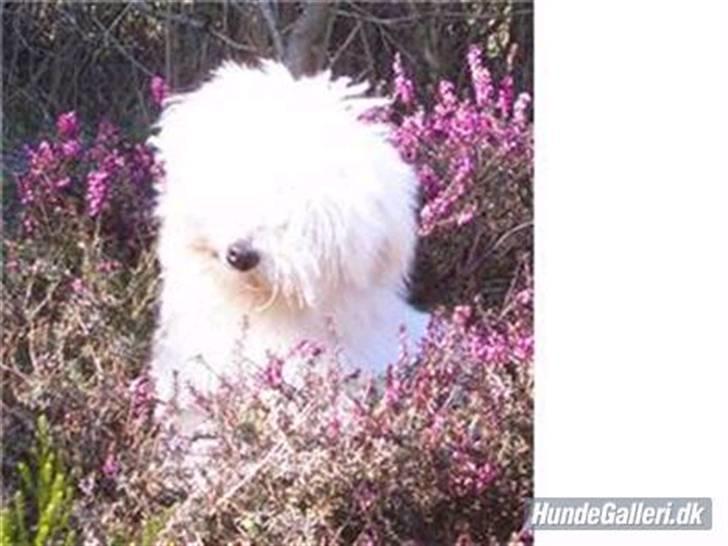 Coton de tulear Zeus billede 1
