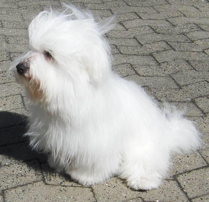 Coton de tulear Zeus billede 2