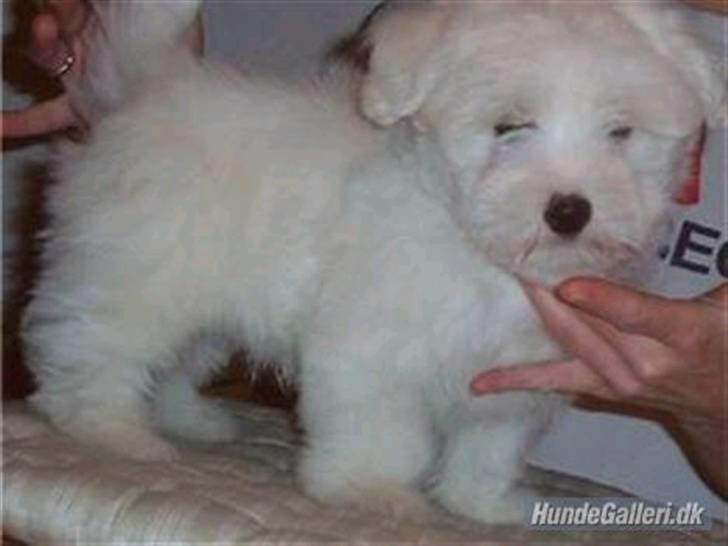Coton de tulear Zeus billede 3