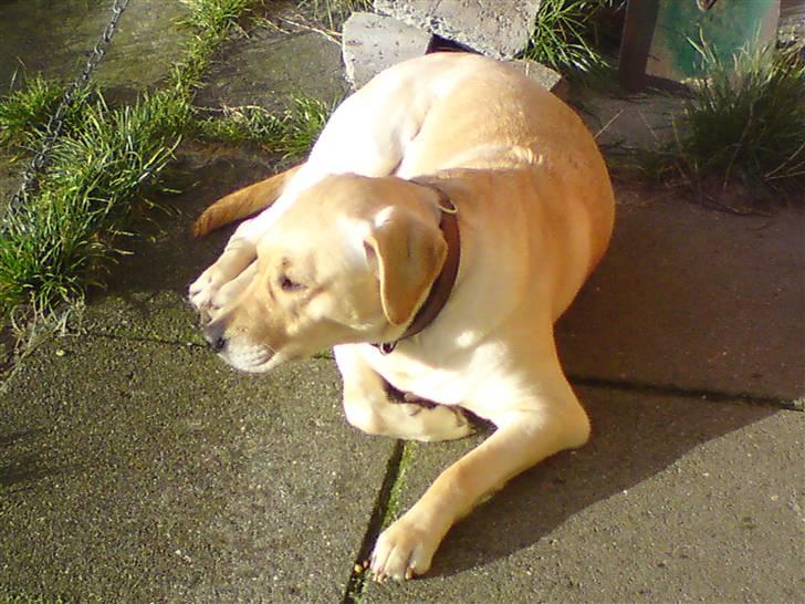 Labrador retriever Lizzi billede 1