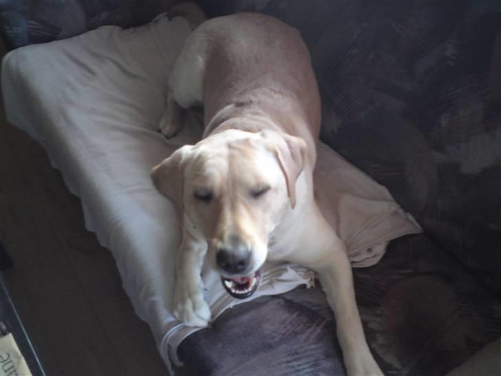 Labrador retriever Lizzi billede 2