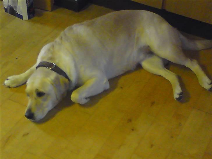 Labrador retriever Lizzi billede 3