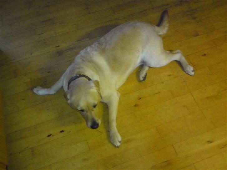 Labrador retriever Lizzi billede 4