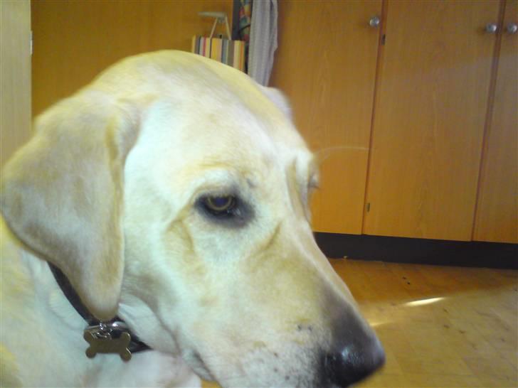 Labrador retriever Lizzi billede 5