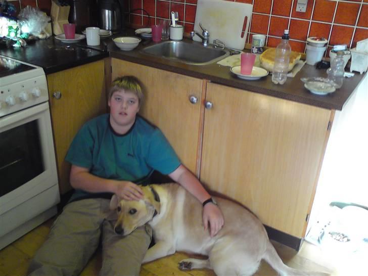 Labrador retriever Lizzi billede 6