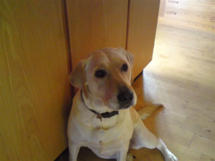 Labrador retriever Lizzi billede 7