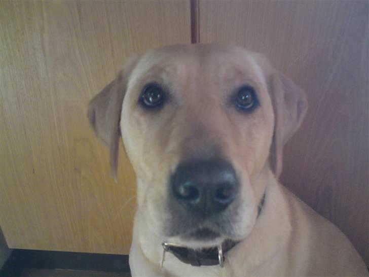 Labrador retriever Lizzi billede 8