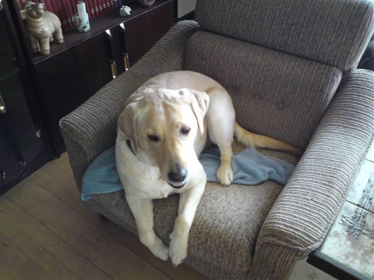 Labrador retriever Lizzi billede 9