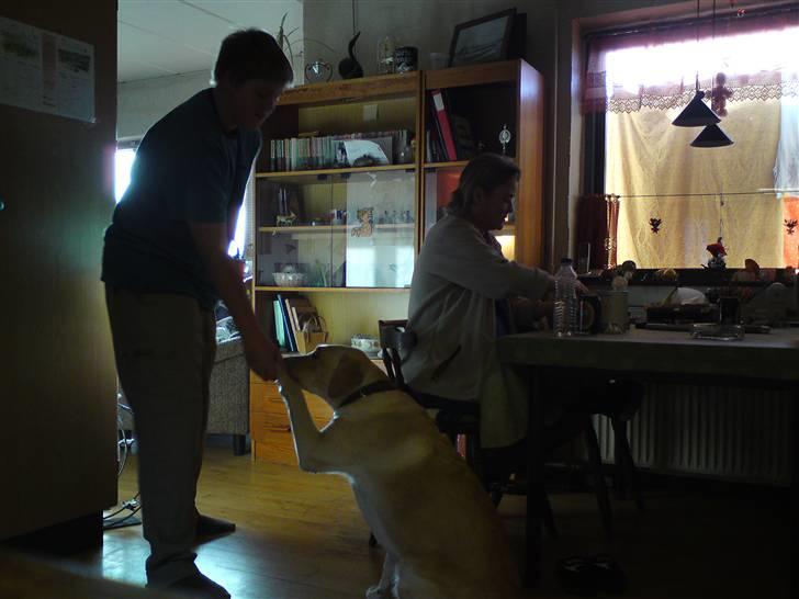 Labrador retriever Lizzi billede 10