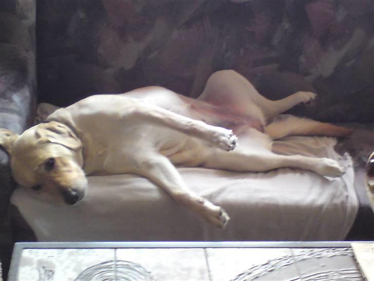 Labrador retriever Lizzi billede 11