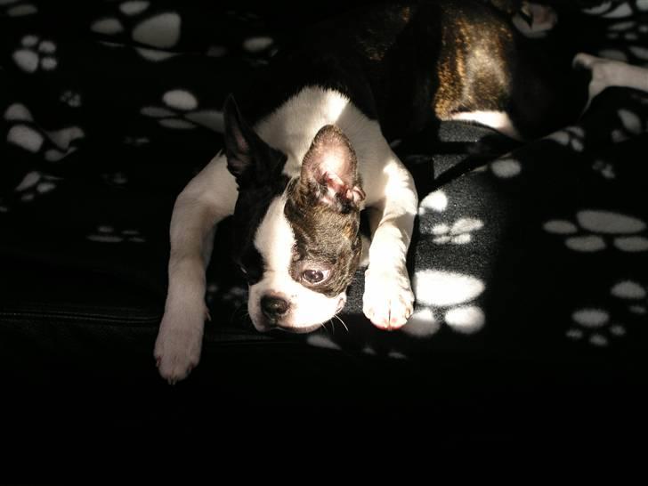 Boston terrier Bella - Hvad skal jeg nu finde på når solstrålen forsvinder ?????? billede 19