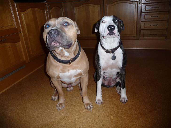 Amerikansk staffordshire terrier freja billede 11