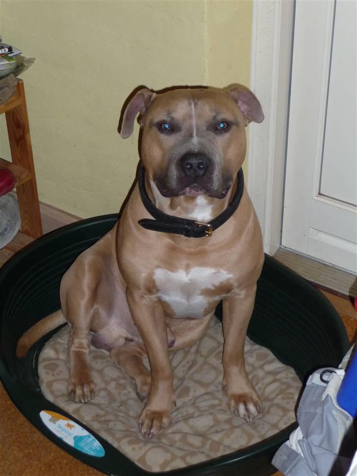 Amerikansk staffordshire terrier rocco billede 1