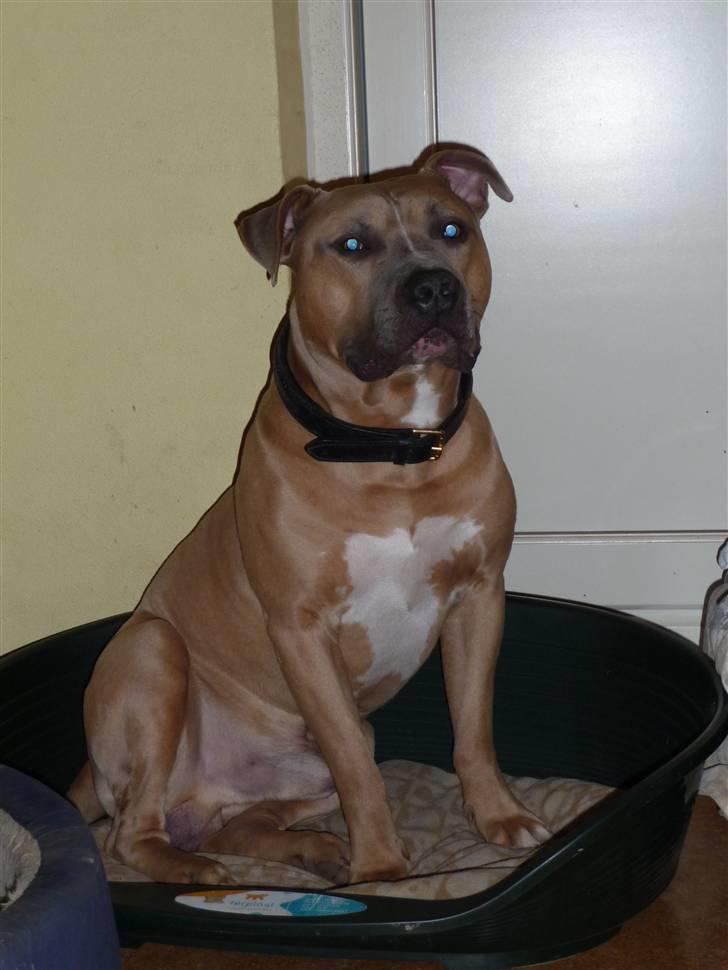 Amerikansk staffordshire terrier rocco billede 2