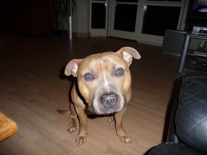 Amerikansk staffordshire terrier rocco billede 3