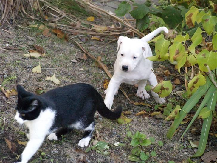 Amerikansk bulldog Diego*R.I.P Vores engel* billede 6