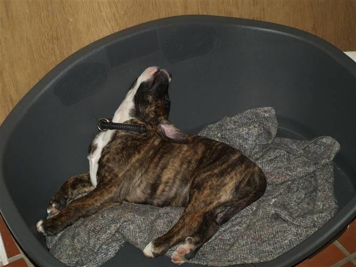 Amerikansk bulldog Rollo*R.I.P  skat* billede 7