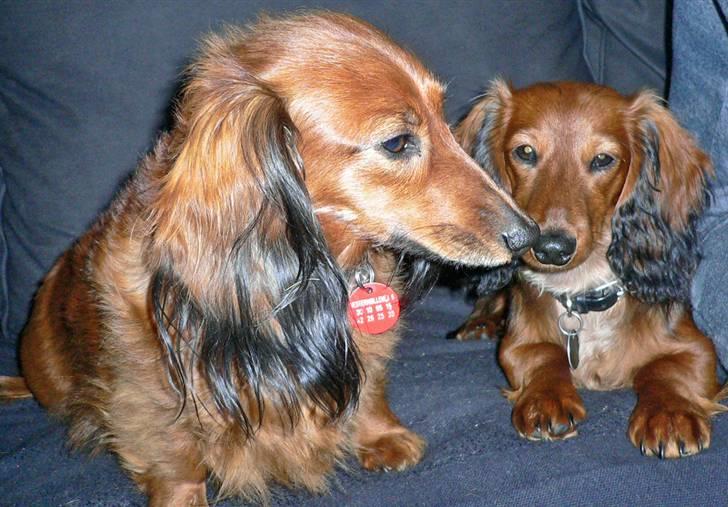 Dværggravhund  Anton  Himmelhund - Mor & søn billede 17