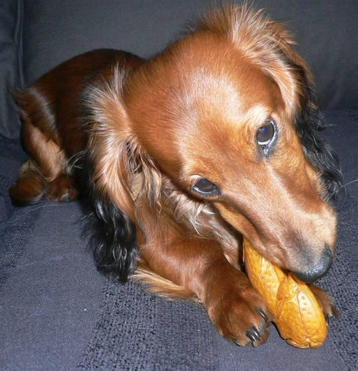 Dværggravhund  Anton  Himmelhund billede 18