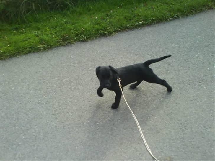 Blanding af racer bibi lige blvet solgt :`( - er lige ude at gå en lille tur:) billede 9