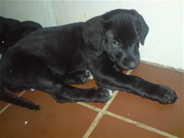 Blanding af racer bibi lige blvet solgt :`( - lad mig nu sove:) billede 10