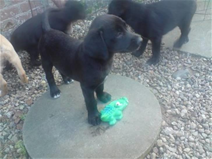 Blanding af racer bibi lige blvet solgt :`( billede 11