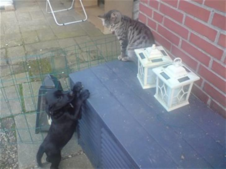 Blanding af racer bibi lige blvet solgt :`( billede 12