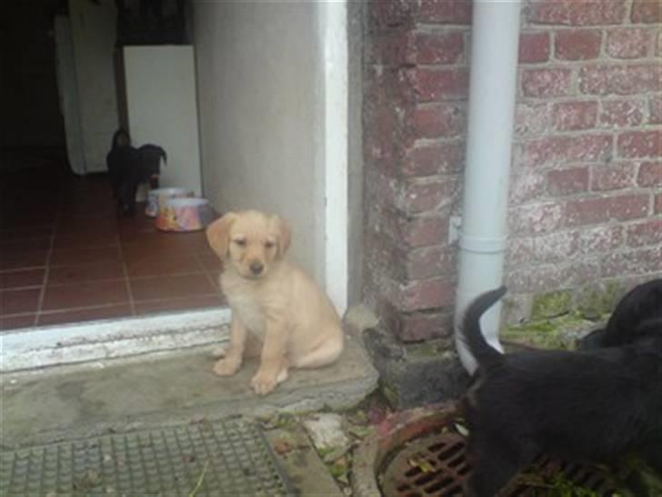 Blanding af racer bibi lige blvet solgt :`( - den eneste brune hvlap ud af de ti billede 13