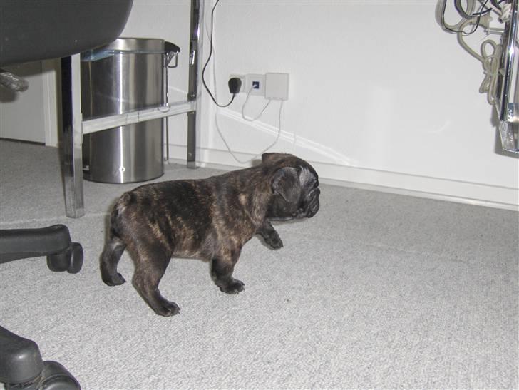 Fransk bulldog Gonzo (lancomes) billede 2