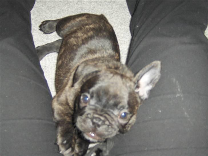 Fransk bulldog Gonzo (lancomes) billede 3