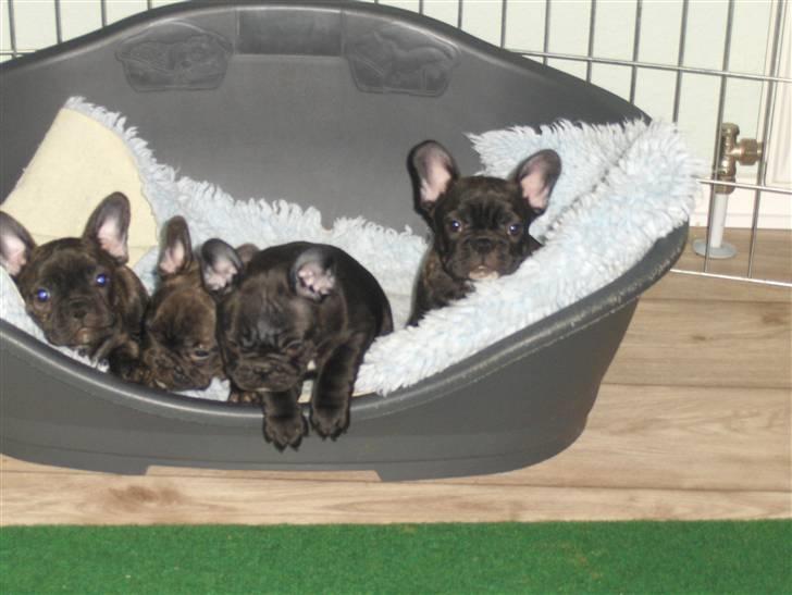 Fransk bulldog Gonzo (lancomes) - Gonzo`s søskende 7uger billede 4