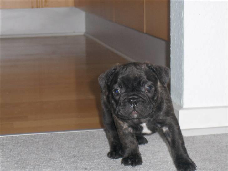 Fransk bulldog Gonzo (lancomes) billede 5