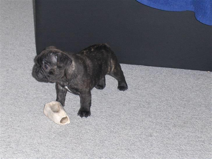 Fransk bulldog Gonzo (lancomes) billede 6