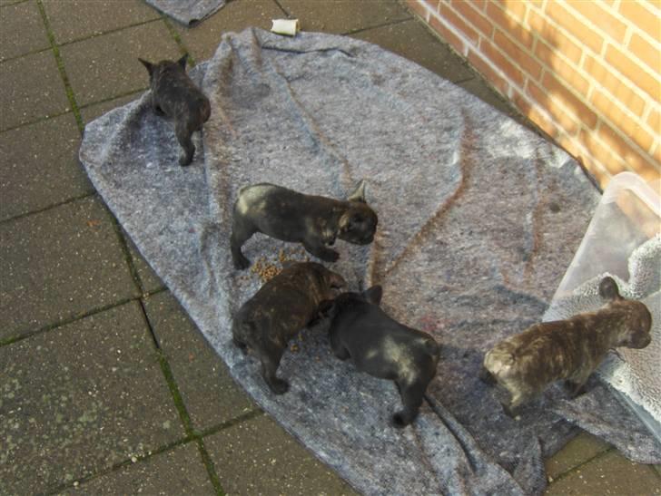 Fransk bulldog Gonzo (lancomes) billede 8