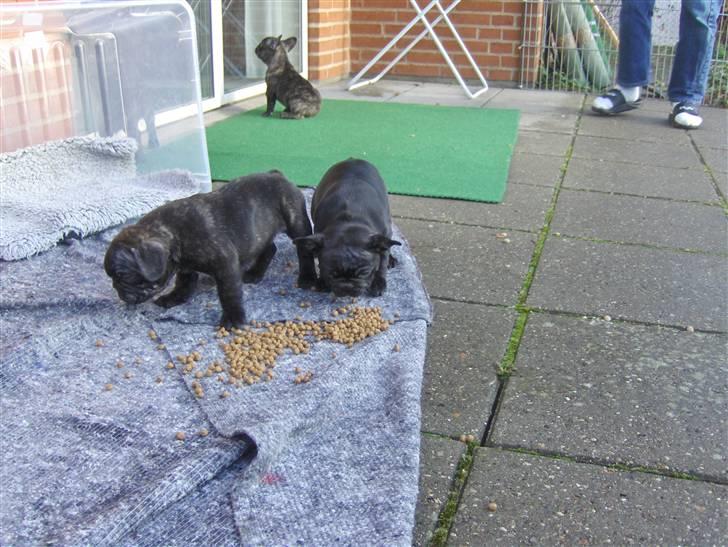 Fransk bulldog Gonzo (lancomes) billede 9