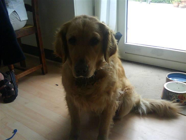 Golden retriever Chilli - miin dejlige tæve  billede 1