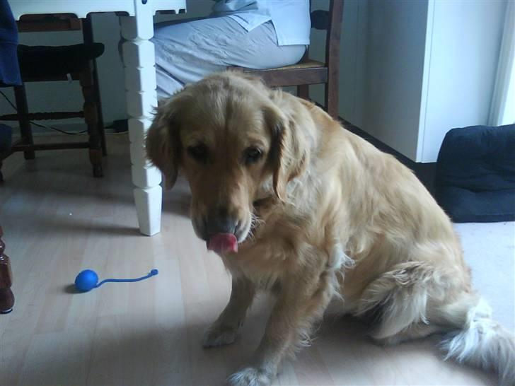 Golden retriever Chilli - sjove Chilli rækker tunge hehe billede 2