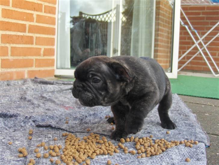 Fransk bulldog Gonzo (lancomes) billede 10