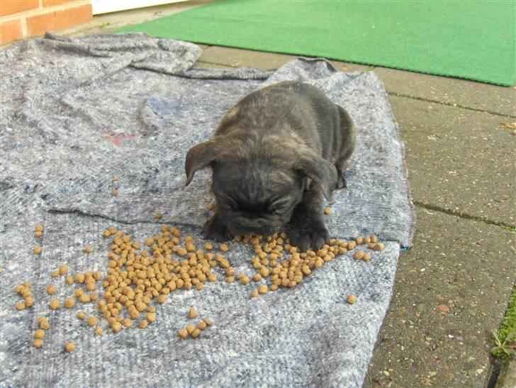 Fransk bulldog Gonzo (lancomes) billede 11