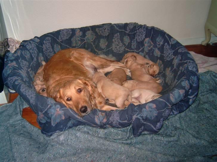 Golden retriever Chilli - min hund chilli og alle hendes hvalpe dengang billede 3